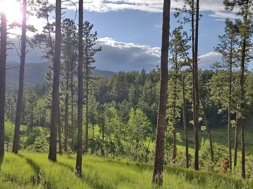 Forest scene with tall pine trees, green grass, and a partly cloudy sky.